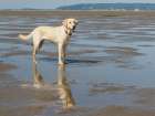 Yellow Labrador dog on a beach. Art Print